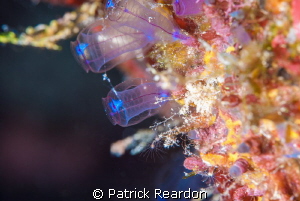 Tunicates.  NIkon 105 mm and SubSea 5X diopter. by Patrick Reardon 